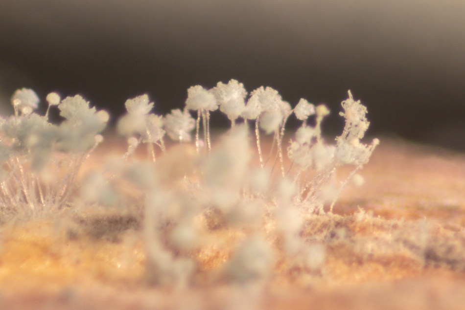 Material Chemists Demonstrate Potential to Produce Sustainable Fabrics from Fungi