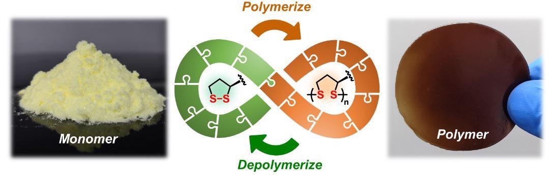 Scientists from the University of Groningen (The Netherlands) and the East China University of Science and Technology (ECUST) in Shanghai produced different polymers from lipoic acid, a natural molecule. These polymers are easily depolymerized under mild conditions. Some 87% of the monomers can be recovered in their pure form and re-used to make new polymers of virgin quality.