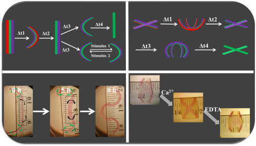 New 4D Hydrogels can Change Shape in Response to Stimuli