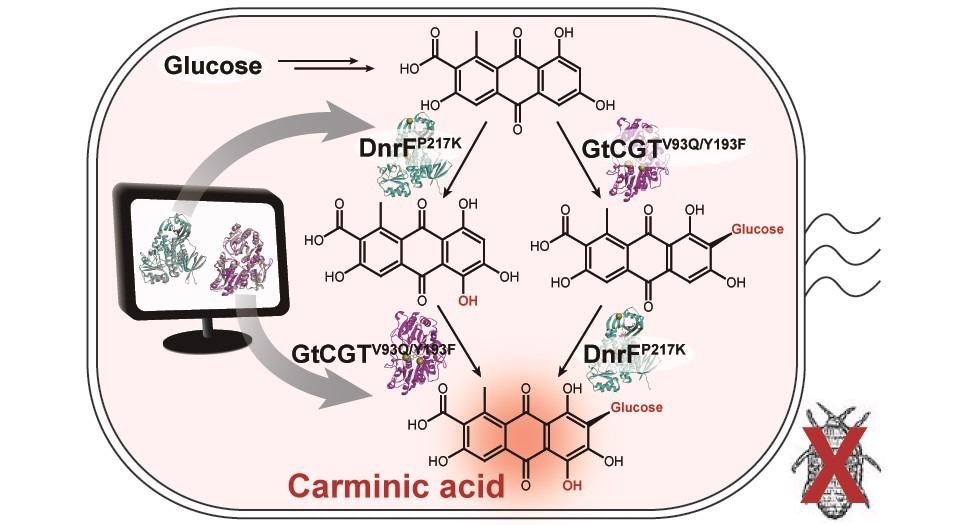 A schematic biosynthetic pathway for the production of carminic acid from glucose.