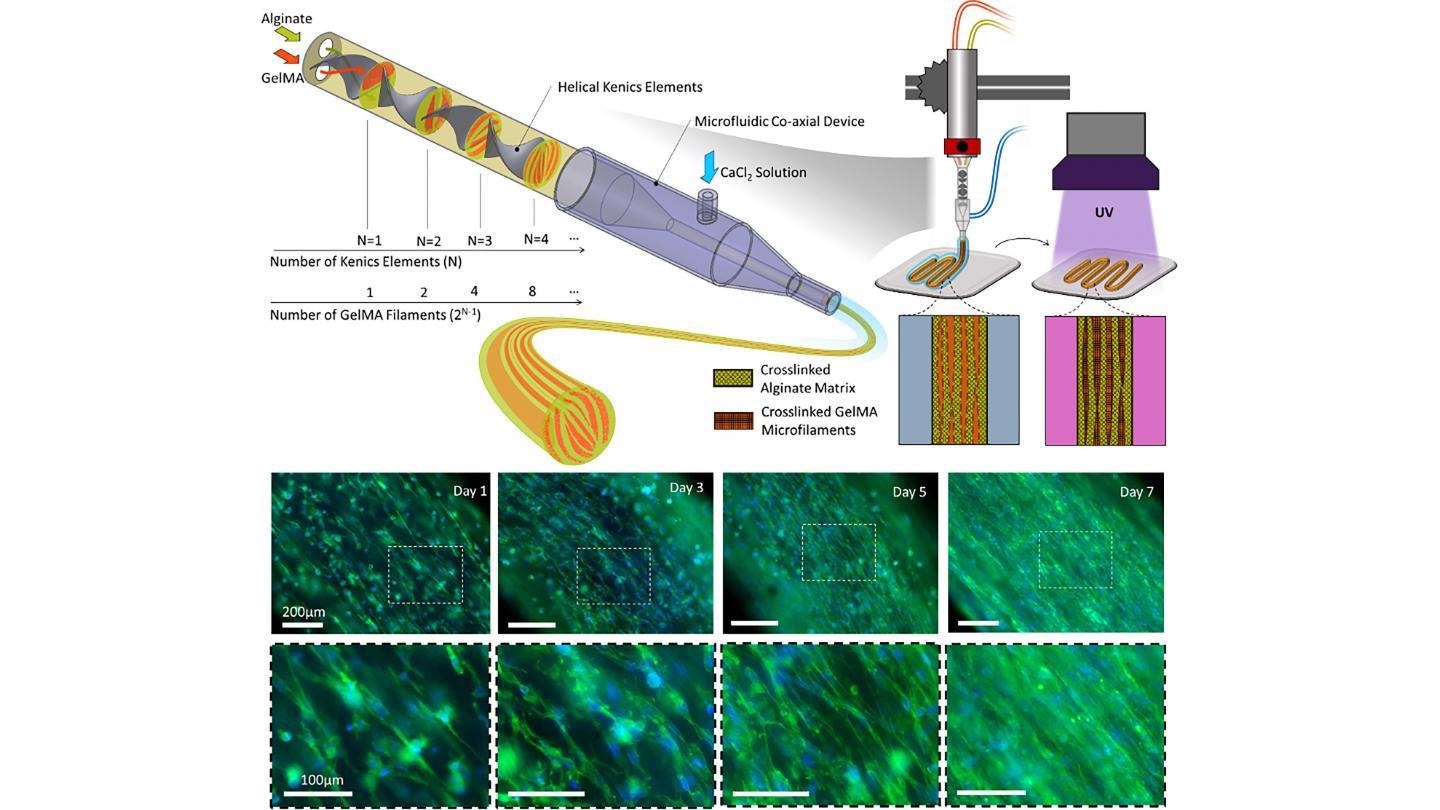 New 3D Bioprinting Technique Directs Cell Orientation at Individual Cell Level
