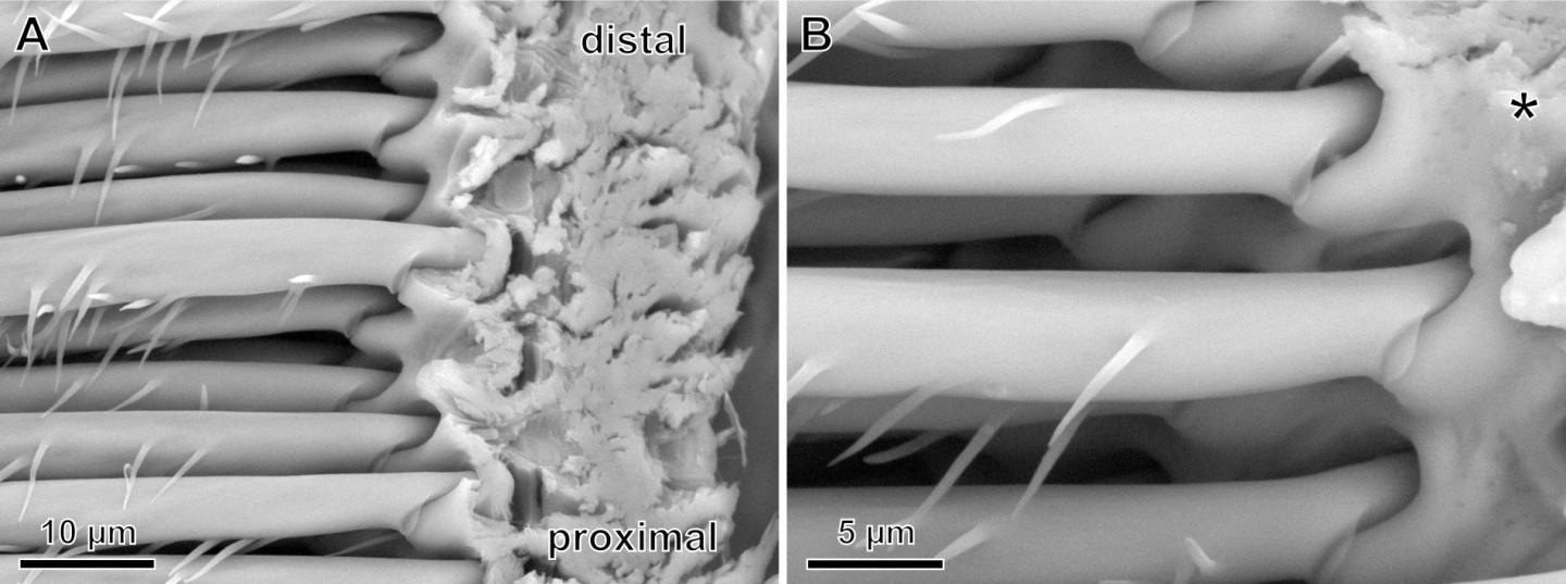 Functional Diversity of Spider Hairs may Lead to Powerful, Reversible Adhesives