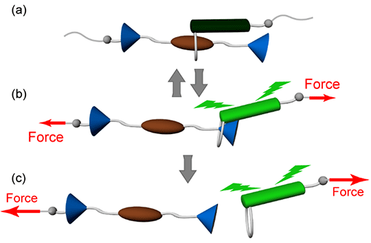 Study Opens the Door to Exploring New Force Regimes in Polymers