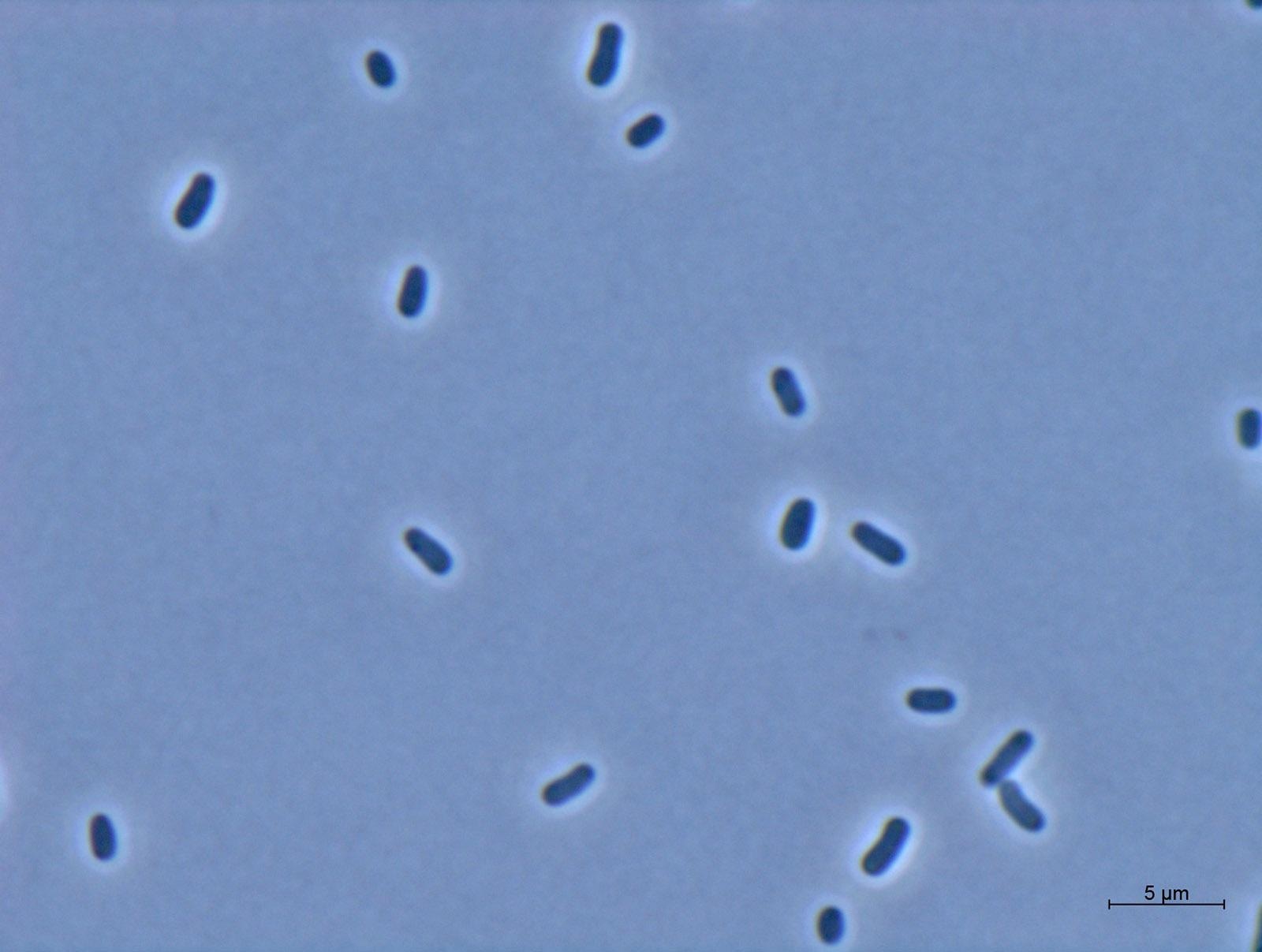 Researchers Use Microorganisms to Convert CO2 into Plastic and Polymers.