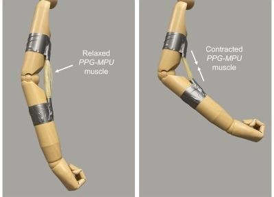 New Shape Memory Polymer Stores Six Times More Energy than Others