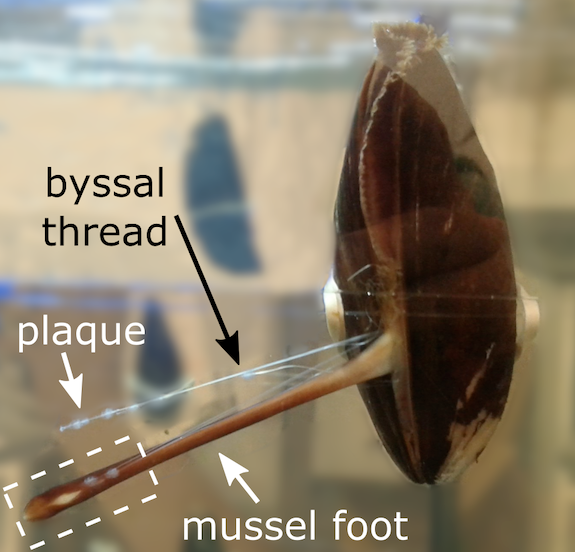 Researchers Study Blue Mussels to Develop Adhesives Suitable for Wet Conditions.