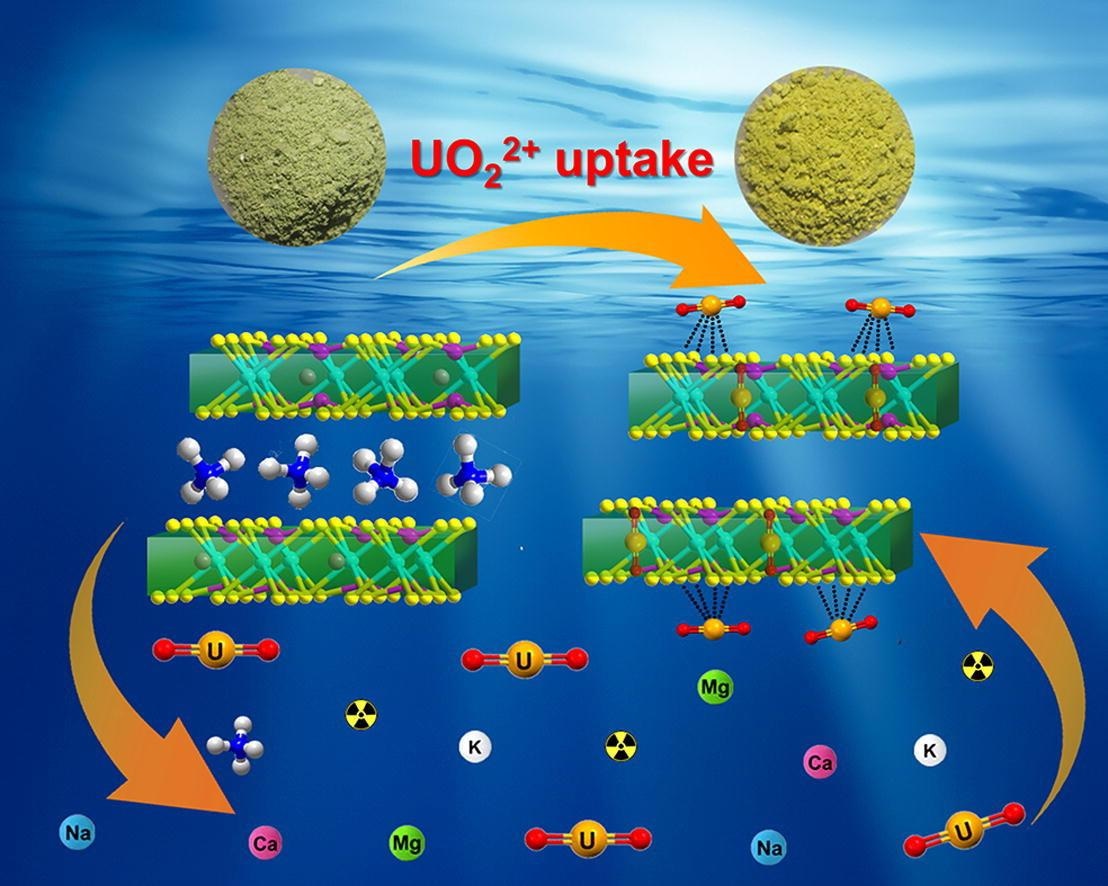 Layered Manganese Thiophosphate Intercalated with NH4+ can Separate U(VI) from Complex Solutions.