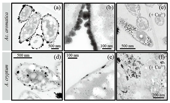 TEM images of bio-Pt(0)NPs produced by active cells of Ac. aromatica (using 20 mM of formate, (a–c)) or A. cryptum (using 10 mM of formate, (d–f)), without (a,b,d,e) or with (c,f) the addition of 5 mM of Cu2+ as a potential enzymatic inhibitor.