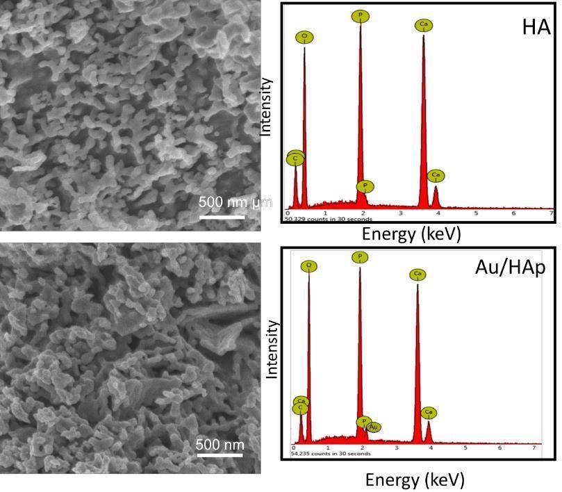 SEM images and XRF spectra of HA and Au/HA