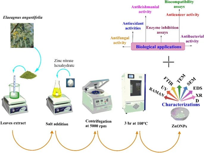 Study scheme depicting synthesis, characterization and biological applications of ZnONPs.