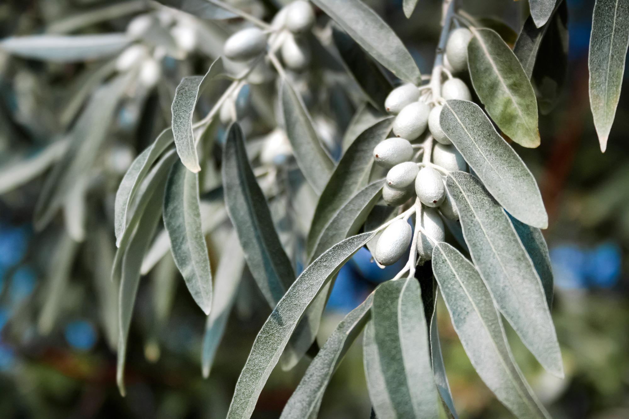Серебряные кусты дикой маслины окруженные. Дикая олива серебристая. Elaeagnus angustifolia. Elaeagnus angustifolia Tree. Дикая маслина дерево.