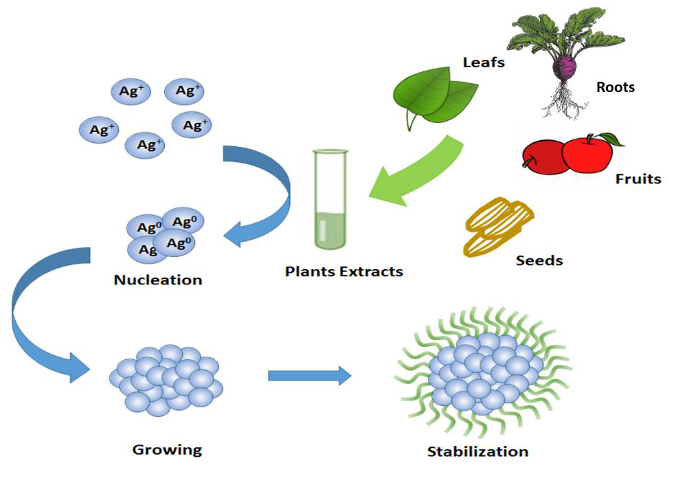 Scheme of nanoparticle biosynthesis using plant extracts.