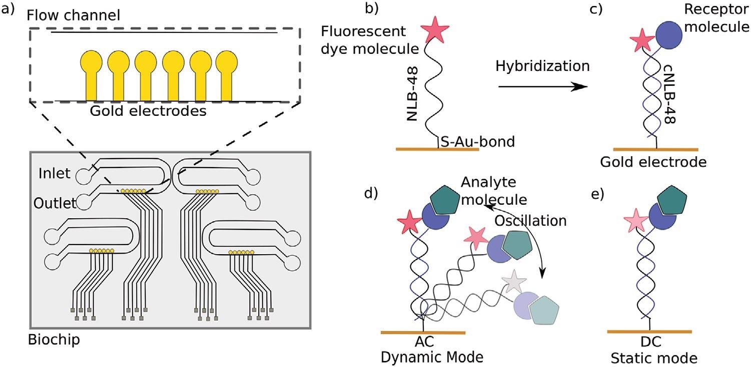a) Top view of a switchSENSE microfluidic biochip with four flow channels. Each channel comprises six gold electrodes. The more detailed view shows the six independent measurement electrodes in a row within the microfluidic channel. b) Schematic overview of a single stranded DNA nanolever (NL-B48) immobilized on a gold electrode via thiol coupling. The nanolever carries a fluorophore at the lateral end. c) The DNA monolayer is functionalized with the ligand of interest by hybridization of the complementary DNA strand carrying a receptor molecule at the distal end. d) Dynamic measurement mode: The double stranded DNA nanolever is actuated to a switching motion by applying an alternating potential. The fluorescence signal is gradually quenched by energy transfer upon approaching the gold surface. Read-out of this mode is the switching speed of DNA nanolevers. The switching speed is slowed down upon binding of an analyte to the ligand molecule adding friction to the nanolever. e) Static measurement mode: DNA nanolevers are kept at an upright position. Read-out of this mode is the change in fluorescence intensity upon binding of an analyte due to changes in the local environment of the dye. Drawings are not to scale.