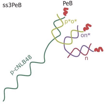 Schematic view of the nanoconstruct ss3PeB (not drawn to scale). The single stranded overhang is complementary to NL-B48 on the electrode surface.