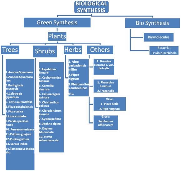 Biological synthesis of SnO2 NPs.