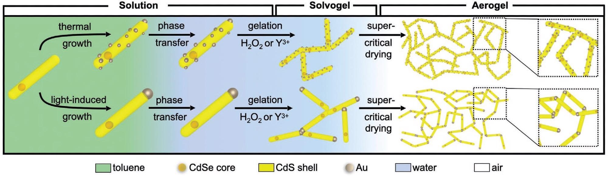 Schematic pathways from CdSe/CdS NRs to gold decorated gel networks using two different approaches.