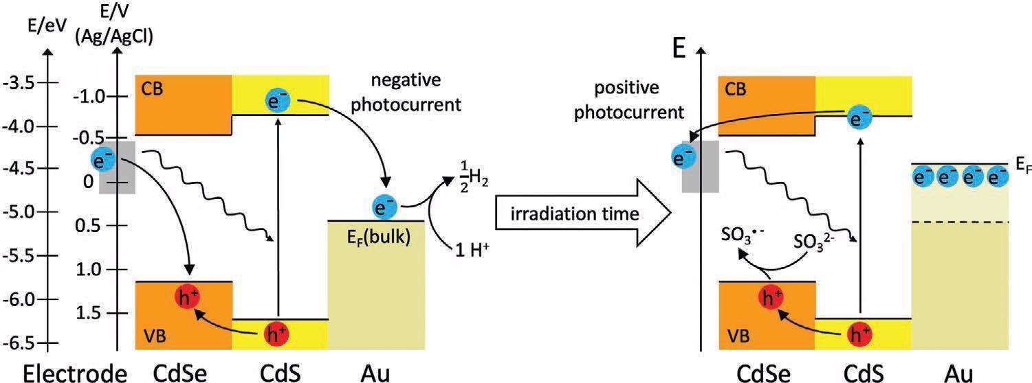 Schematic illustration of the energy landscape of the heteronanoparticle, the electron accumulation, and the rise of the Fermi level in the metal domain upon longer irradiation time and the subsequent change of the photocurrent direction. The conduction band offset at the CdSe/CdS heterojunction is around 0.23 eV, which leads to the formation of a quasi-type II alignment. For the positioning of the Au Fermi level, the bulk value was used (-5.1 eV), which can rise upon being contacted with a semiconductor surface but still remains within the band gap of the CdS shell.