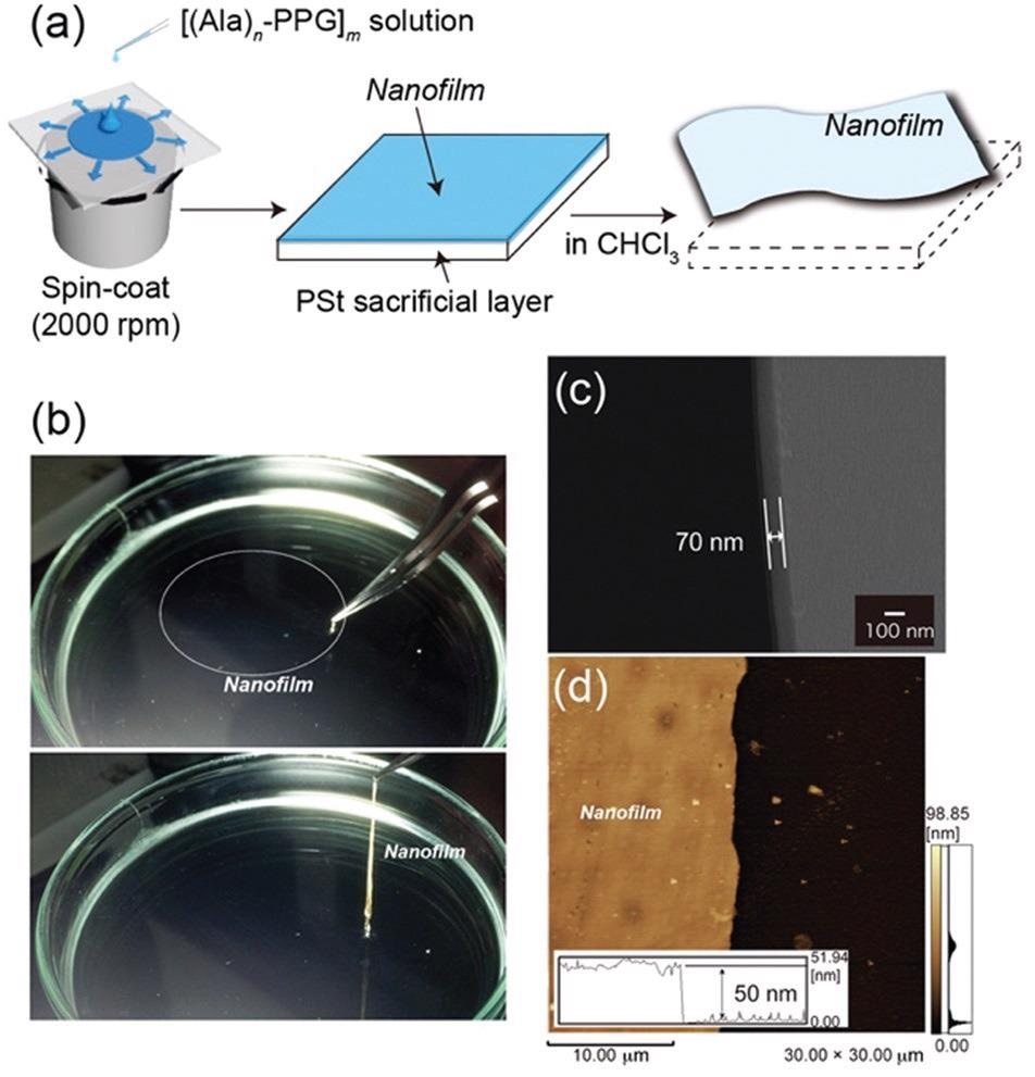 (a) Preparation of the self-supporting [(Ala)n–PPG]m nanofilm via spin coating using a sacrificial under layer. (b) Photographs of the [(Ala)n–PPG]m nanofilm in CHCl3 (top) and that grasped using tweezers (bottom). (c) Cross-sectional SEM and (d) AFM images of the [(Ala)8–PPG]m nanofilm obtained from 0.5 wt% solution. The inset in (d) shows the height profile at the edge of the nanofilm.