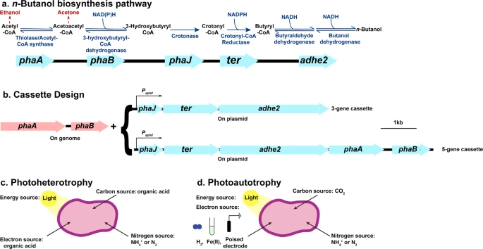 n-Butanol biosynthesis pathway, cassette design, and major metabolisms used for n-butanol production in Rhodopseudomonas palustris TIE-1 (TIE-1). a n-butanol biosynthesis pathway involves five genes. The enzymes encoded by each gene and the reactions catalyzed by these enzymes are shown in dark blue. Two major byproducts (acetone and ethanol) are shown in dark red. NADH, nicotinamide adenine dinucleotide; NADPH, nicotinamide adenine dinucleotide phosphate. b Cassette design. The 3-gene cassette relies on phaA and phaB on the genome of TIE-1 for the first two steps of n-butanol synthesis. Here, only 3-genes (phaJ, ter, and adhE2) were introduced on a plasmid under a constitutive promoter PaphII. The 5-gene cassette has all five genes (phaA, phaB, phaJ, ter, and adhE2) on the plasmid under a constitutive promoter PaphII. c Photoheterotrophy: TIE-1 uses organic acids as carbon and electron source, light as an energy source, and ammonium (NH4+) or dinitrogen gas (N2) as a nitrogen source. d Photoautotrophy: TIE-1 uses carbon dioxide as carbon source, hydrogen (H2), ferrous iron [Fe(II)], or poised electrode as an electron source, light as an energy source, and NH4+ or N2 as a nitrogen source.???????