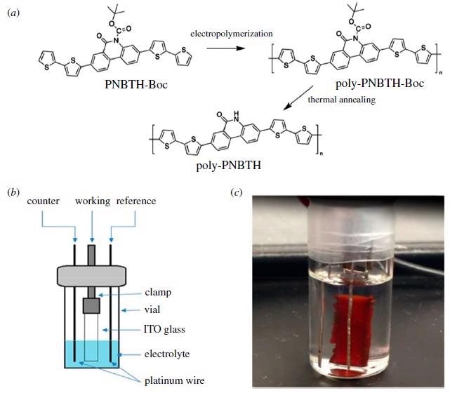 (a) Schematics of electro-polymerization of poly-PNBTH-Boc from monomer PNBTH-Boc, (b) three-electrode electro-polymerization reactor and (c) photo of poly-PBNTH-Boc film on the ITO electrode [43].