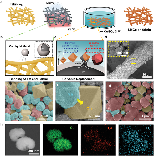 Liquid metal (LM) mediated particles coated on a fabric. a) Fabrication schematics of gallium-copper (LMCu) coatings on fabric. b) Schematics of adhesion of LM particles on the fabric by conformal contact. c) Schematics of galvanic replacement (i–iv) LM particles on fabric with Cu ions. d) SEM images showing LMCu on a single fiber (inset). e–g) Surface characteristics of LMCu coated on a fabric formed by reaction with 1 m CuSO4 solution. e) The surface of the Ga LM particles (cyan) serves as the seed to grow high crystalline (111) Cu (orange) after 10 min. f) The Ga particles (cyan) wet the surface of the adjacent copper crystal (orange). The arrow explains the wetting direction of Ga to make LMCu particles. g) As a result, LMCu particles (red) form on the surface after 1000 min. h) High-resolution transmission electron microscopy (HR-TEM) image and corresponding energy-dispersive X-ray spectroscopy (EDS) elemental maps of the produced LMCu particles, respectively. (Cu (green), Ga (red), and O (blue)).