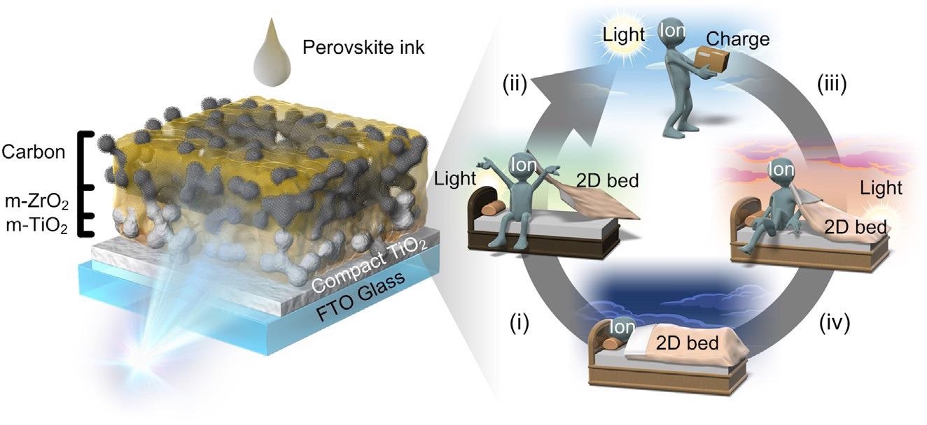 Schematics of reversible light-induced performance increase for m-CPSM Considerable evolution ofMA+ ionmigration at interface between TiO2 nanoparticles (m-TiO2) and quasi-2D perovskite during LS is shown: (i) Ion migration is activated by light absorption in quasi-2D perovskite. Essentially, a perfect perovskite crystal does not cause ion migration, but perovskite crystals in mesoporous electrodes have many defects and are prone to ion migration. Although the presence of quasi-2D perovskite crystals on the surface of m-TiO2 makes it difficult for ion migration, the quasi-2D crystals are disentangled during LS, possibly leading to ion migration. (ii) Light-assisted ion-migration contributes to interfacial charge accumulation, with the result that the performance increases due to easy electron transport. (iii) Migrated ions return to quasi-2D perovskite during storage under dark conditions. (iv) Performance reverts to low initial value.