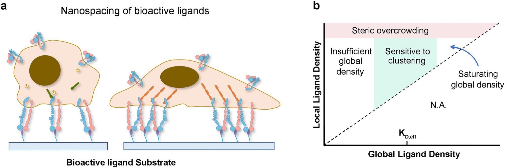 Chemical perturbations in the ECM regulate cell function via integrin: When cells are adherent to biomaterials presenting monovalent ligands, focal adhesion formation and cell spreading are impaired; however, culturing cells on surfaces functionalized with multivalent ligands promotes the formation of adhesion complexes and cell spreading (a). Phase diagram of integrin signaling in various global and local ligand density regimes (b).