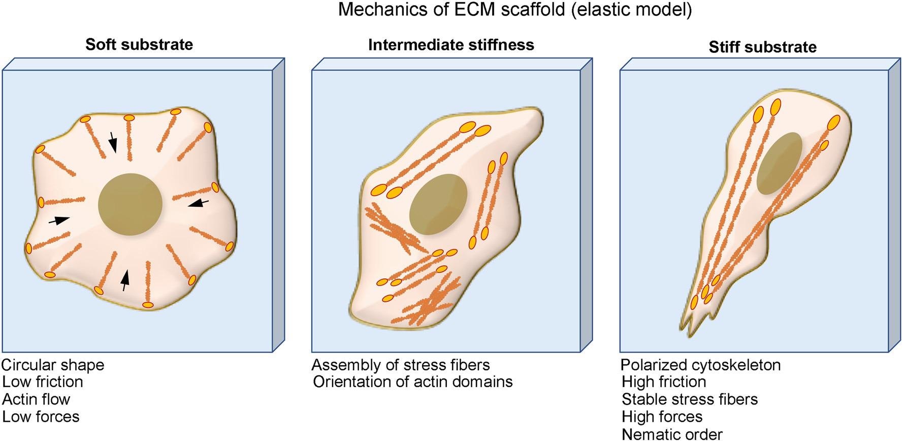 Physical perturbations in the ECM regulate cell function via integrin: Cells on soft substrates have circular shape, low friction, and actin flow. Cells form stress fiber and more organized cytoskeleton when culturing on substrate with intermediate stiffness and cells on stiff substrate have polarized cytoskeleton, high friction, stable stress fibers, and high traction force.