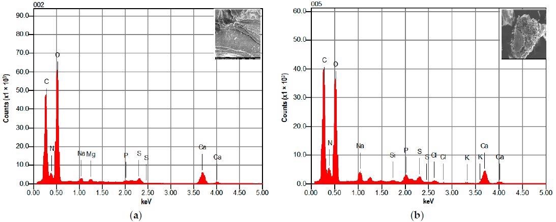 EDX spectrum of raw shrimp shell: (a) for 10 µm SEM image and (b): for 50 µm SEM image.
