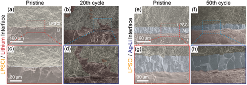 Cross-sectional low (top row) and high (bottom row) magnified SEM images of the a–d) LPSCl/Li and e–h) LPSCl/Ag-Li interfaces of the NCM cells with Li metal and Ag-Li alloy anode at the pristine state and after 20 and 50 cycles.