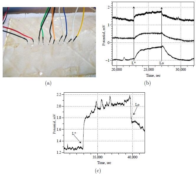 Fungal response to optical stimulation. (a) A photograph of electrodes inserted into the fungal skin. (b) Exemplar response of fungal skin to illumination, recorded on three pairs of differential electrodes. `L*