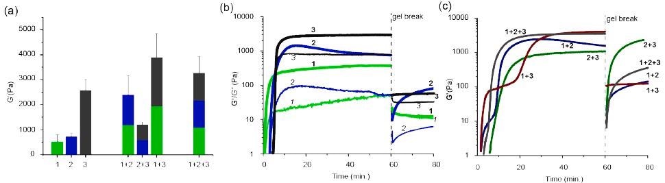 Mechanical characterization of chemically fueled multicomponent gels. (a) Storage moduli (G’) of one, two, and three component chemically-fueled self-sorted hydrogels. (b) Time-evolution of hydrogels after adding HCHO to hydroxysulfonate 1’, 2’, or 3’ solutions. Gel breaking (dashed vertical line) was performed by applying a high shear rate (1000 s–1) at 60 min. (c) The same as panel b but for two, and three component mixtures.