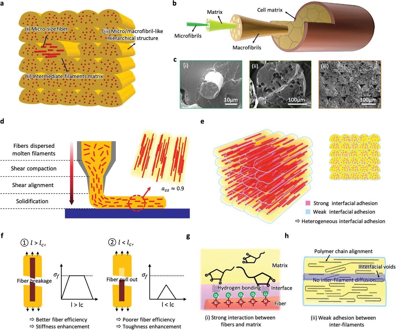 Research strategies for simultaneous improvements of strength, stiffness, and toughness from distinctive architecture by analogy with hierarchically structured nature materials. a) Schematic illustration of 3D-printed SFRP composites showing fibrous assemblies hierarchically built with individual intermediate filaments, with embedded micron-sized fibers. b) Detailed illustration of the natural micro/macrofibril hierarchical structure of biological materials. c) Scanning electron microscopy images of the sequential additive architecture of 3D-printed composites showing structural hierarchy: i) embedded micron fibers, ii) the intermediate filament matrix, and iii) the hierarchical structure. d) Process-induced spontaneous fiber alignment. 3D printing leads to a high degree of material orientation in the printing direction, especially the alignment of embedded fibers with a high degree of orientation reaching azz = 0.9 (Z direction orientation value). e) Contribution of a heterogeneous interfacial adhesion system to biomimetic toughness behaviors. f) The interfacial adhesion of composites is highly dependent on the critical embedment fiber length; the fiber pull-out mechanism, which occurs primarily for l < lc, and the fiber breakage mechanism, which occurs primarily for l > lc. Stress-position profiles show the representative curves when the fiber is ? greater than lc and ? less than lc. sf is the ultimate tensile strength of the fiber. g) Strong interfacial adhesion between the fiber and the matrix was achieved with effective interfacial treatments. h) Weak interfacial adhesion between inter-filaments spontaneously derived from low inter-diffusion of polymer chains at the interface.