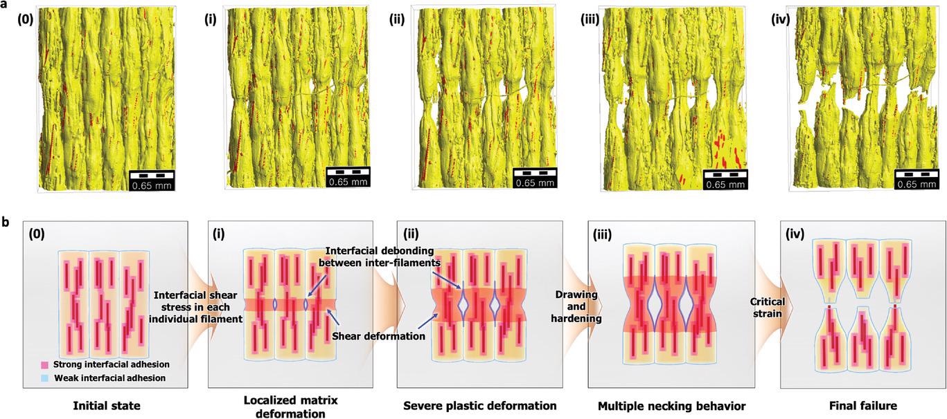 Detailed illustration of representative failure mechanism of 3D-printed hierarchical BF/PLA/PLA-g-STMAH composites. a) 3D tomographic images showing progressive failure process at each tensile loading sequence; (0) initial state, (i) first load sequence, (ii) second load sequence, (iii) third load sequence, and (iv) final failure. b) Comprehensive description of deformation and fracture progression.