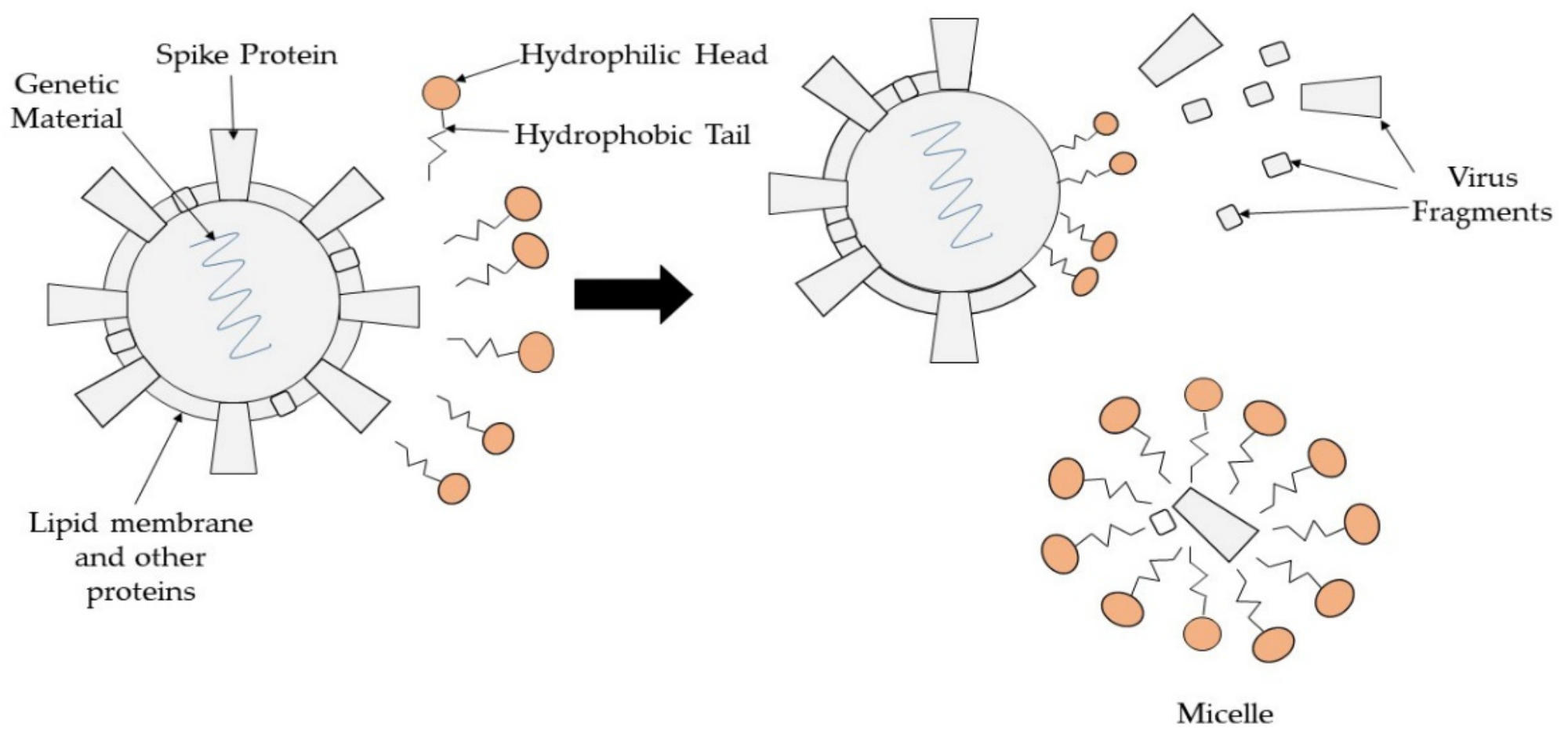 Mechanism of surfactants for inactivating virus.
