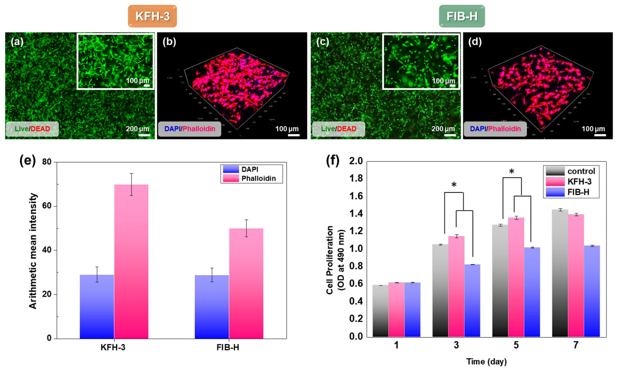 Characterization of cell adhesion and proliferation in three-dimensional cell encapsulation in FIB-H and KFH-3. For the cell viability assay, human gingiva fibroblasts (HGFs) embedded in FIB-H and KFH-3 were stained with calce-in_Am (green)/ethidium homodimer (red). LIVE/DEAD assay 24 h after encapsulation (a,c) shown at low (scale bar = 200 µm) and high (scale bar = 100 µm) magnification. (b,d) Confocal pictures of encapsulated HGF cells labeled with 2-(4-aminophenyl)-1H-indole-6-carboxamidine (DAPI) and Phalloidin (F-actin) (scale bar = 100 µm). (e) Expression of DAPI and phalloidin was quantified by immunofluorescence after 3 days in culture. (f) The proliferation of HGF cells encapsulated in KFH-3 and FIB-H for 7 days, as measured in a CCK-8 assay. Both data were evaluated for cyto-compatibility at a concentration of 20 mg/mL. Data are presented as the mean ± SD of triplicate experiments: * p < 0.05.