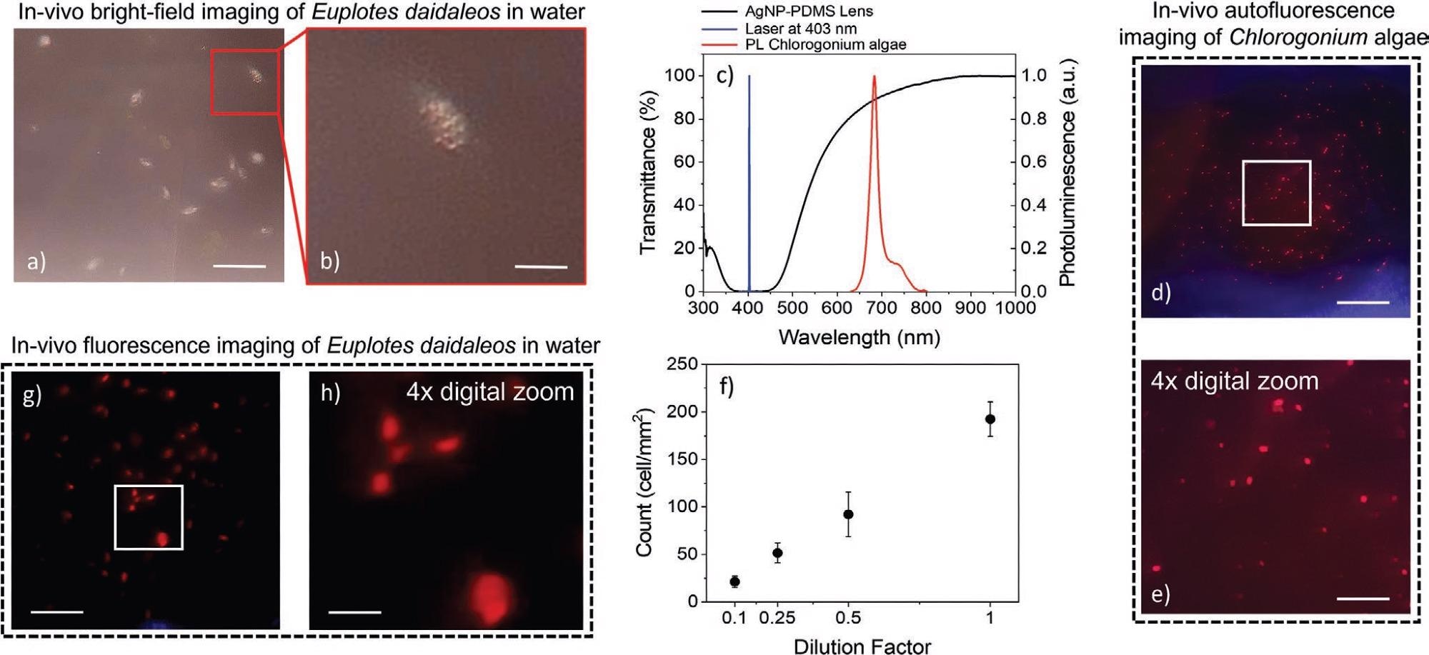 In vivo bright-field and fluorescence smartphone microscopy of auto-fluorescent unicellular microorganisms in a drop of water. a,b) Brightfield pictures at different magnifications of living Euplotes daidaleos in water acquired with a commercial smartphone equipped with a PDMS lens decorated with AgNPs for 9 min in an ethanolic solution of 15 × 10-3 m AgF. Scale bars in (a) and (b) are 200 and 50 µm, respectively. c) Transmission spectrum (black trace) of the AgNP-decorated PDMS lens (OD = 3, ER = 60 dB) and photoluminescence spectrum (red trace) of Chlorogonium algae excited with a blue laser at 403 nm (blue trace). d,e) Fluorescence pictures of Chlorogonium algae in water acquired with the lens-smartphone system, upon excitation with a blue laser at 403 nm. Scale bars in (d) and (e) are 200 and 50 µm, respectively. f) Cell density (cells mm-2) versus dilution factor of Chlorogonium algae as resulting from fluorescence images acquired using the lens-smartphone system. g,h) Fluorescence pictures of living Euplotes daidaleos after phagocytosis of Chlorogonium algae, acquired with the lens-smartphone system upon excitation with a blue laser at 403 nm. Scale bars in (g) and (h) are 200 and 50 µm, respectively.