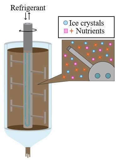 Ice formation during suspension freeze concentration process.