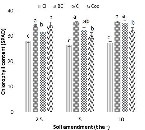 Effect of different amendment rates of biochar, compost and co-compost on the chlorophyll content of Raphanus sativus. The mean ± S.D. values followed by different letters (a,b,c) are significantly different according the Least Significant Different (LSD0.05) test.