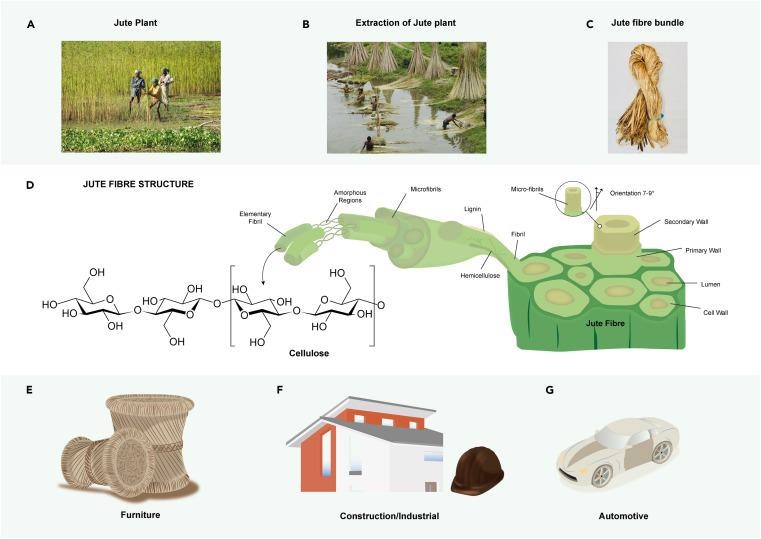 Introduction to Jute. (A) Jute plant (B) the extraction of jute fibers from the plant (C) jute fibers bundle and (D) the structure of jute fiber. Applications of jute fiber and its composites: (E) furniture, (F) constructions, and (G) automobile.