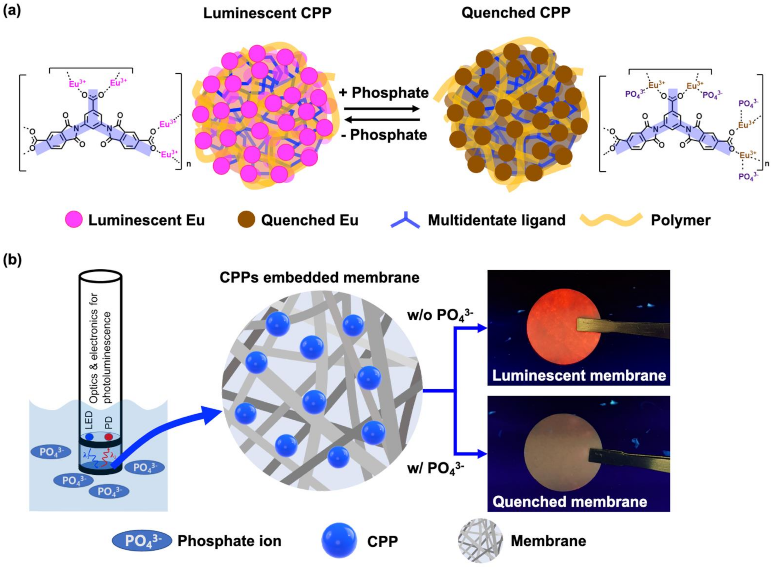 (a) Schematic illustration of the luminescent “turn-off” sensing based on CPP for detection of phosphate. (b) Conceptual configuration of phosphate sensor composed of light source, detector, and membrane containing CPPs as sensing materials.