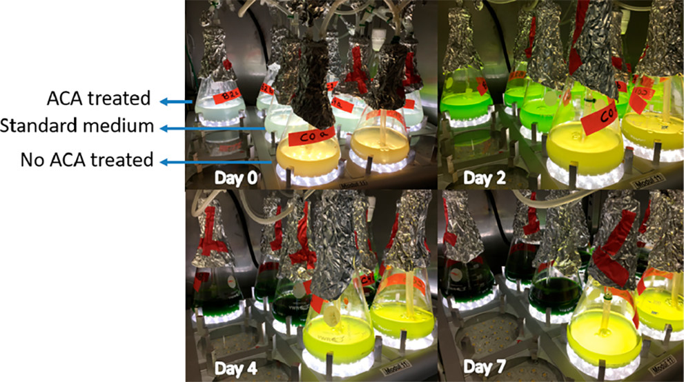 Algae cultivations with different media.