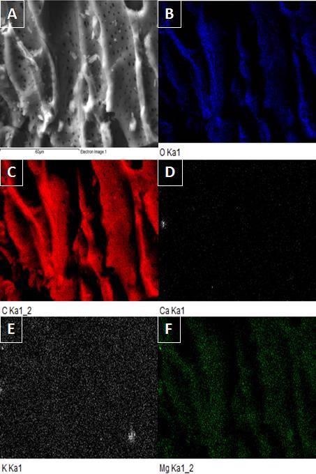 SEM image of CPB (A) and EDX mapping of selected area of CPB for O (B), C (C), Ca (D), K (E), and Mg (F).