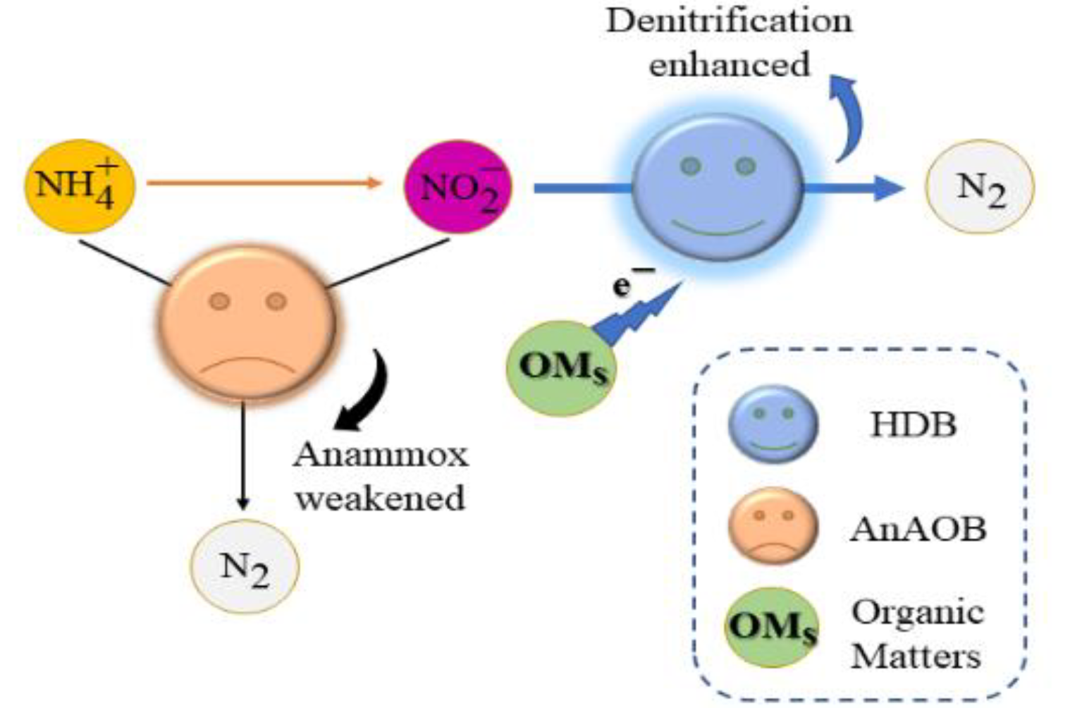 The high concentration organic matter inhibits the anammox process.