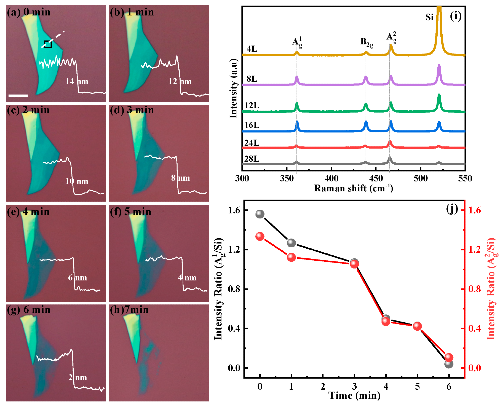 Optical images of mechanically exfoliated BP flakes treated with UV light radiation at different times and 300 °C annealing in N2 atmosphere (a–h). The length of the scale bar is 5 µm. Thinned thicknesses of BP flake as a function of the radiation time are shown as white lines. (i) Raman spectra of the BP flake being treated for various UVO light radiation corresponding to (a–g). (j) Intensity ratio of the A1g/Si and A2g/Si as functions of the UVO light radiation time.