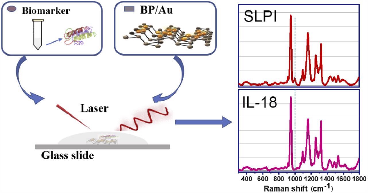 Schematic illustration of SERS detection of biomarkers SLPI and IL-18 using BP/Au nanohybrids. (The dashed line indicates the characteristic band at 1000 cm-1 corresponding to SLPI. While IL-18 shows no obvious band at 1000 cm-1)