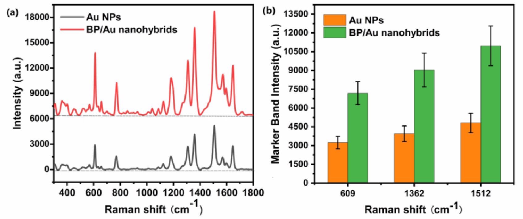 (a) Average SERS spectra of R6G with a concentration of 10-2 mM using Au NPs and BP/Au nanohybrids as enhancing substrates, respectively. (The spectra were placed in parallel for clarity) (b) SERS intensity quantification of characteristic bands of R6G enhanced by Au NPs and BP/Au nanohybrids, respectively. Error bars indicate the standard deviations of ten measurements.