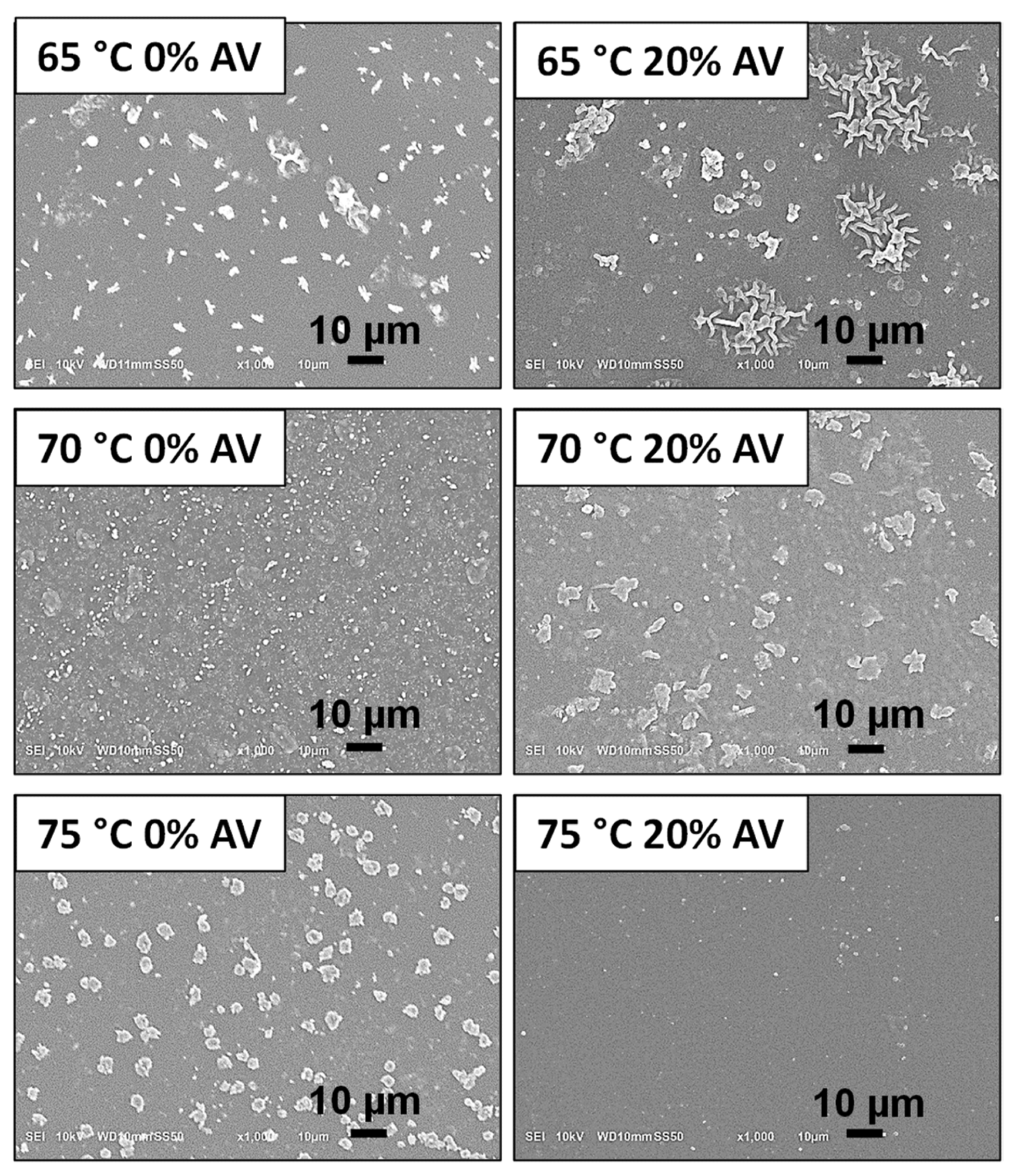 SEM micrographs presenting the morphology of obtained hydrogels before immersion in PBS solution.