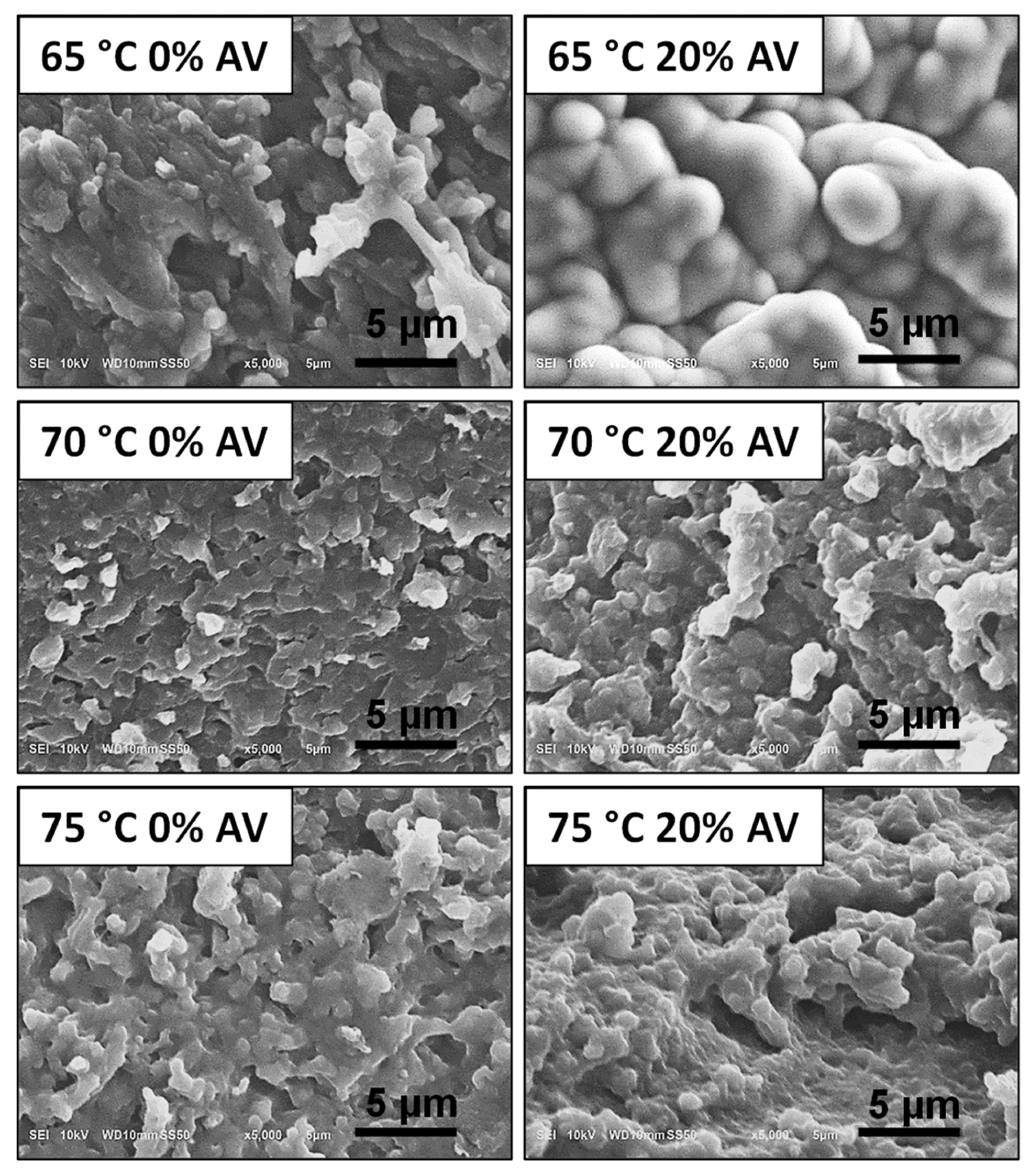 SEM micrographs show the cross-section of obtained hydrogels.