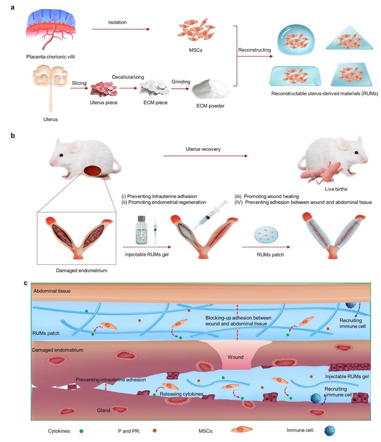 Reconstructable Uterus-Derived Materials Enable Recovery from Severe Uterine Injury.